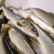 四万十川の天然鮎 1kg