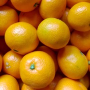 南柑20号 贈答用10kg（他商品との同時購入不可）【出荷時期：11月中旬より / 販売時期：無くなり次第終了】