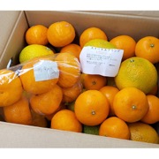 おまかせ柑橘詰め合わせ 4kg（他商品との同時購入不可）【出荷時期：1月中旬頃より順次出荷】