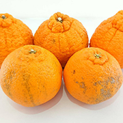 【訳あり】不知火5kg（他商品との同時購入不可）【出荷時期：2月中旬頃より順次出荷】
