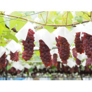 【訳あり】完熟ぶどうデラウェア1.2kg（他品番との同時注文不可）【出荷時期：7月中旬より順次出荷】
