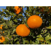 【じっくり熟成】紅甘夏 4kg（約10玉）※他商品との同時購入不可【出荷時期：3月上旬頃より順次出荷】