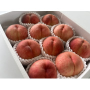 《旬の白桃》桃ギフト3kg (7~12玉）（他品番との同時注文不可）【出荷時期：8月上旬より順次】