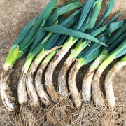 冬の鍋物に！甘くて柔らかい曲がりネギ　土付き40本【出荷時期：12月上旬より順次】（他品番との同時注文不可）