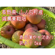 【訳ありキズ品】特別栽培 / ネオニコ系農薬不使用！葉とらず サンふじ 5kg(他品番との同時購入不可）【出荷時期：1月中旬より