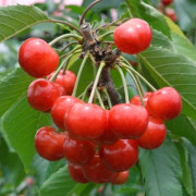 新鮮朝採り！【紅秀峰】大玉2Lサイズ・たっぷり1㎏ 【出荷時期：7月中旬より順次】
