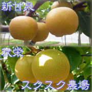 新甘泉(しんかんせん)と秋栄(あきばえ)のセット 優良品(家庭用)3kg箱（他品番との同時注文不可）【出荷時期：9月上旬～】