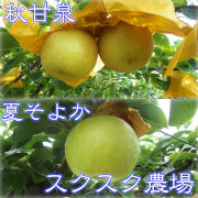 秋甘泉(あきかんせん)と夏そよかのセット 秀品(贈答用)3kg箱（他品番との同時注文不可）【出荷時期：9月中旬～】