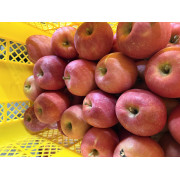 弘前ふじ家庭用約5kg（他品番との同時注文不可）【出荷時期：10月上旬より順次】